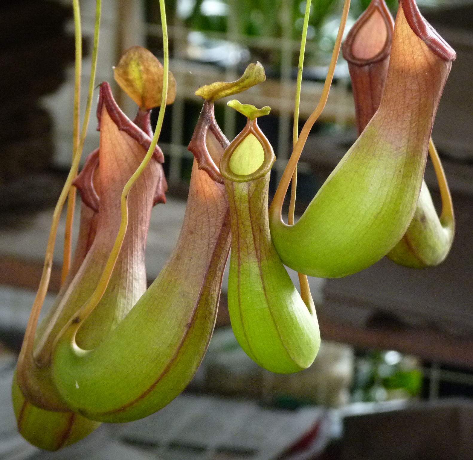  p>贝卡利猪笼草为 a target="_blank" href="/item/热带/802518"