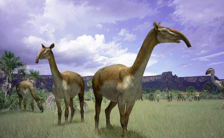  p>长颈驼是 a data-lemmaid="8150775">滑距骨目 /a>的一种有蹄动物.