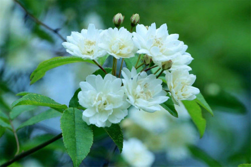 木香花（蔷薇科蔷薇属植物）_百度百科