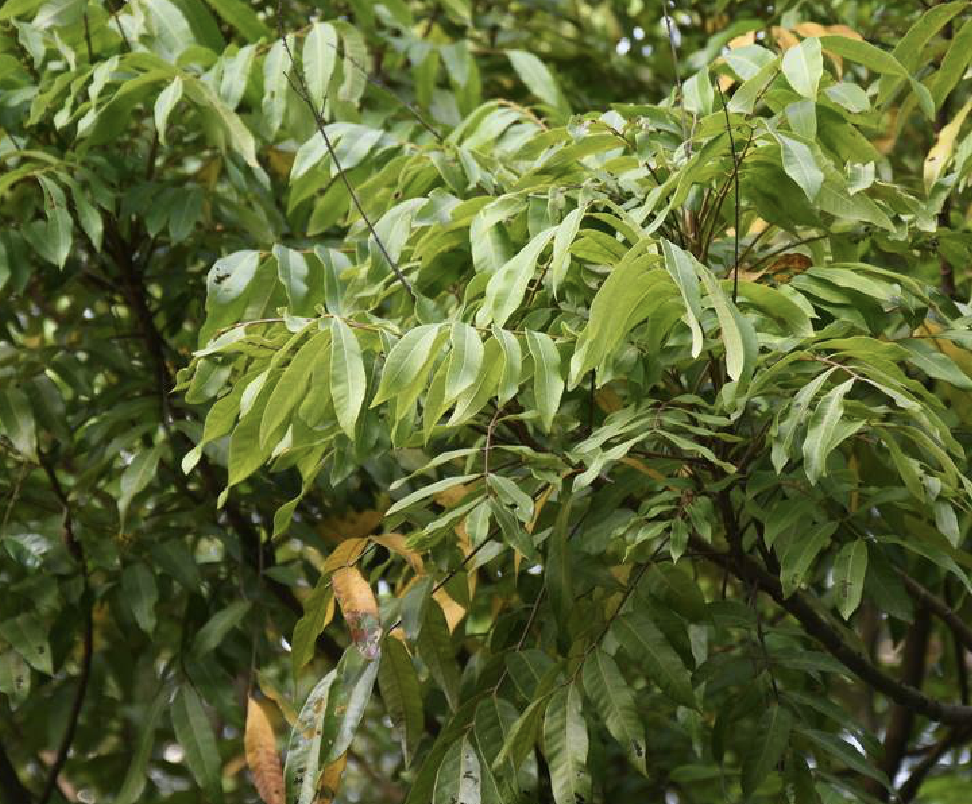 是无患子科龙眼属植物.