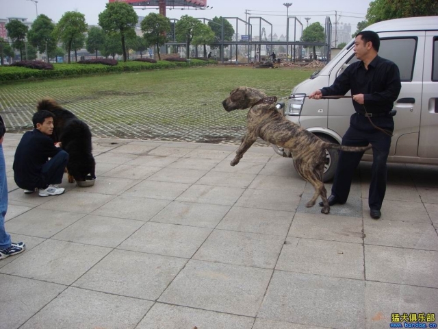 斗牛犬bulldog