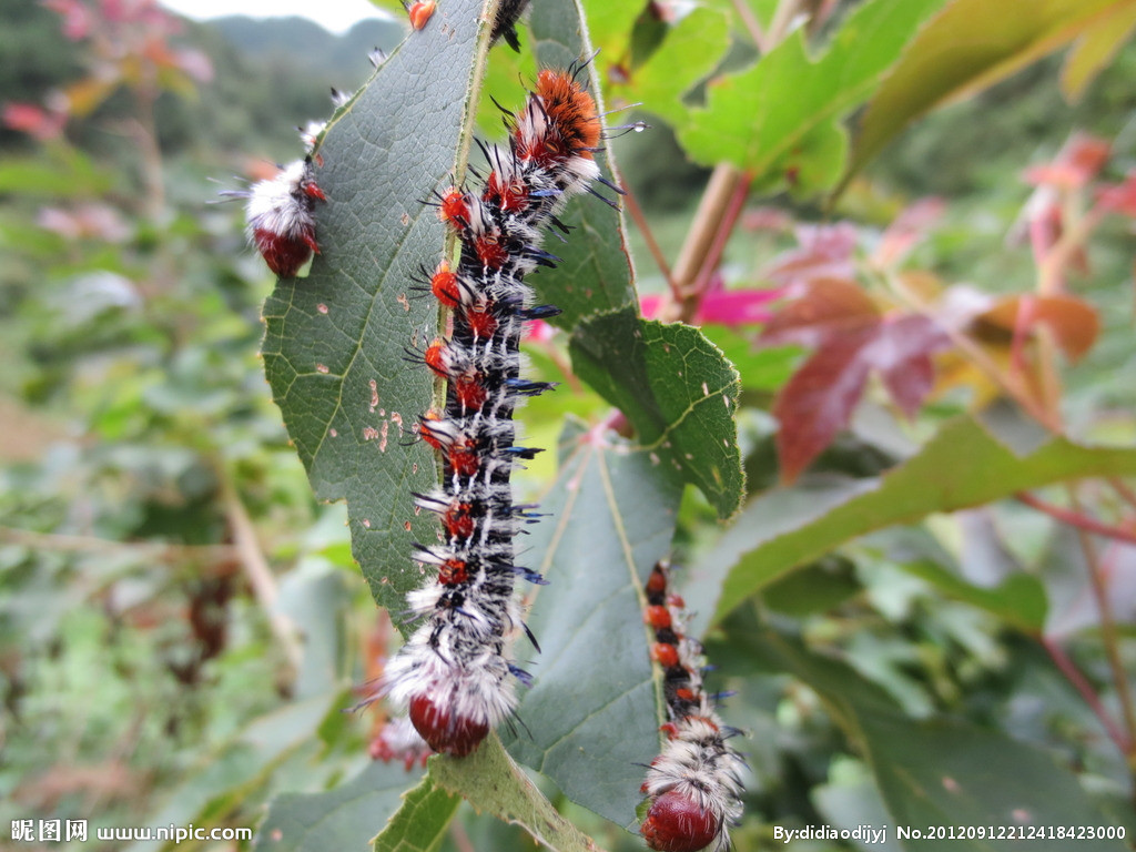 巴西毛毛虫