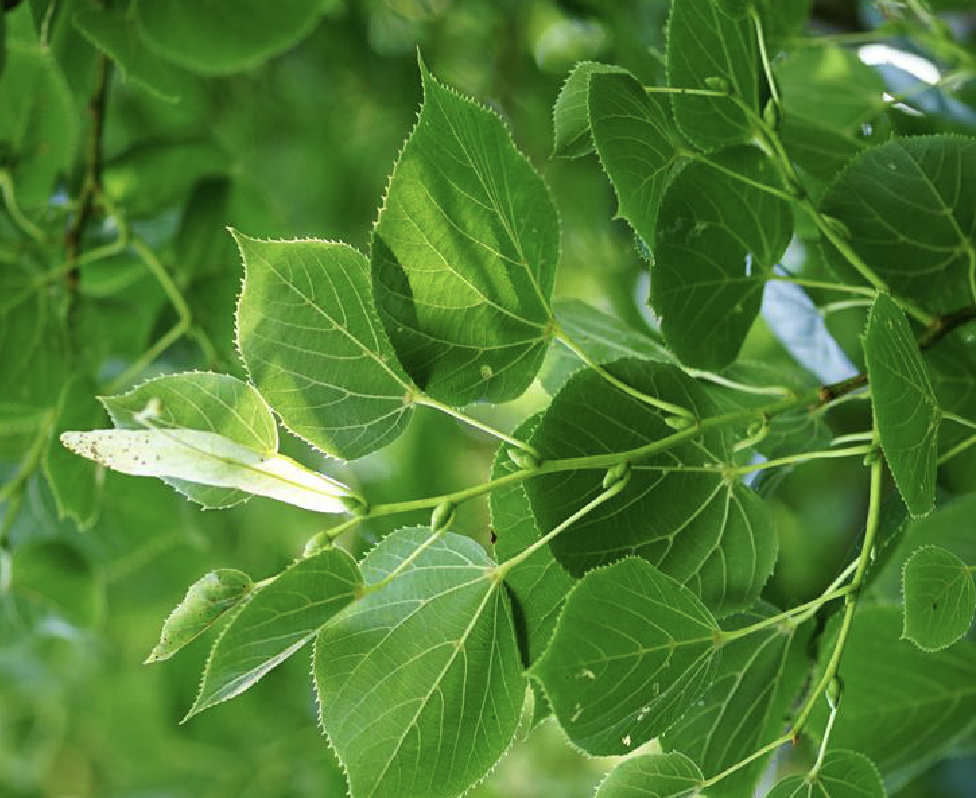 是椴树科椴树属植物,野生状态下树高可达35米.