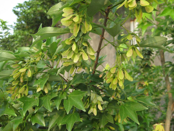 别名: a target="_blank" href="/item/三角枫/3060892" data-lemma