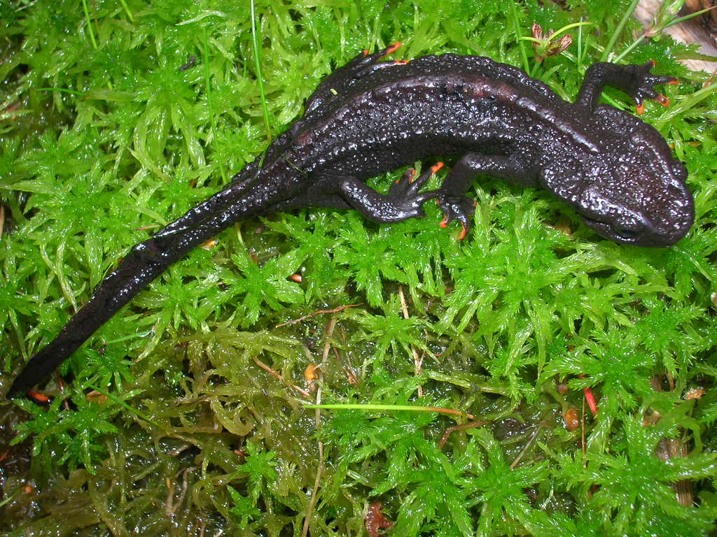  p>文县疣螈,asperrimus wenxianensis fei,ye et yang,1984,两栖类