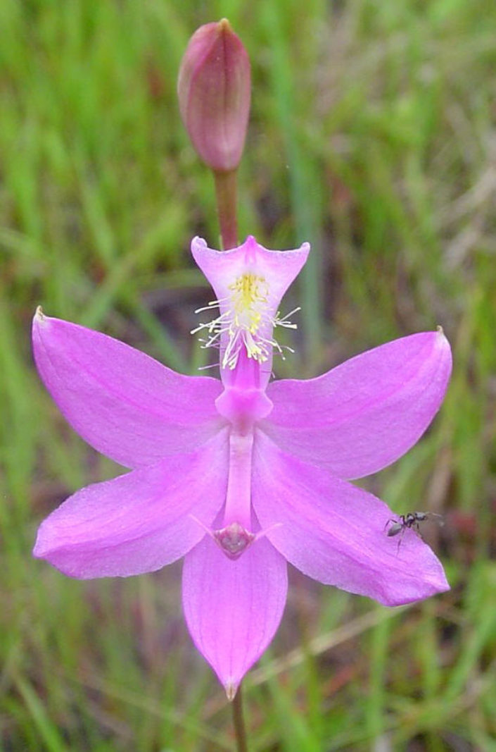  p>美须兰属于 a target="_blank" href="/item/被子植物门/229000"