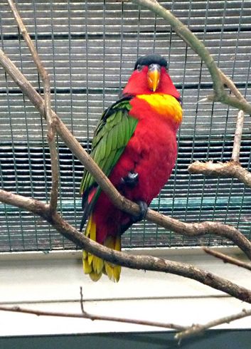  p>黄领吸蜜鹦鹉(学名: i>lorius chlorocercus /i>)羽色鲜艳,主要以