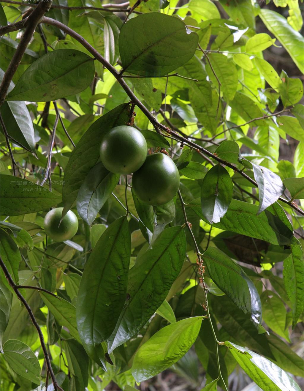 大风子属, a href="#" data-lemmaid="1626123">大风子科 /a>,约4种 