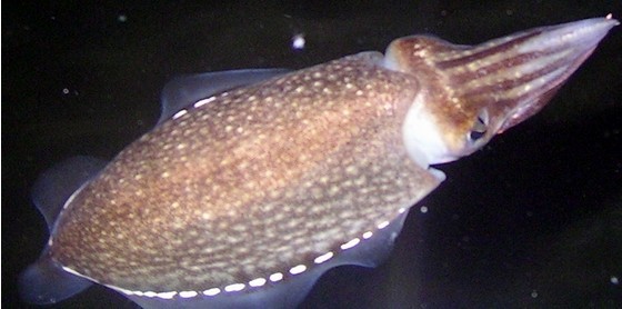  p>曼氏无针乌贼(sepiella maindroni de rochebrune)是一年生的中型