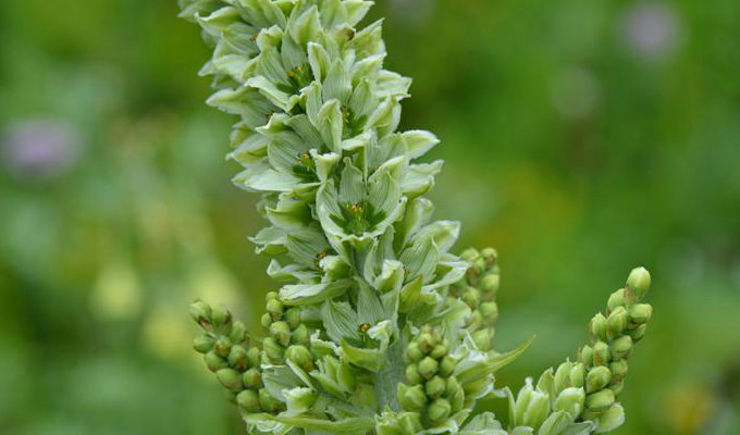  p>毛叶藜芦(学名: i>veratrum grandiflorum /i> loes.