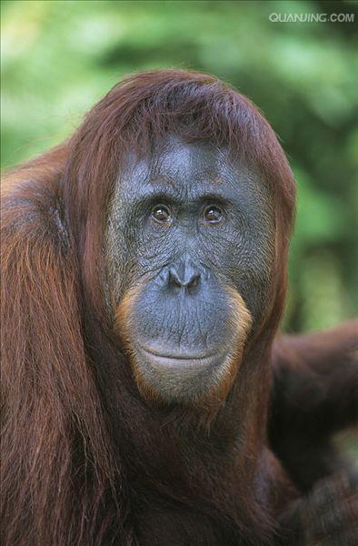  p>猩猩也叫 a href="#" data-lemmaid="2032856">人猿 /a>, a>灵长目