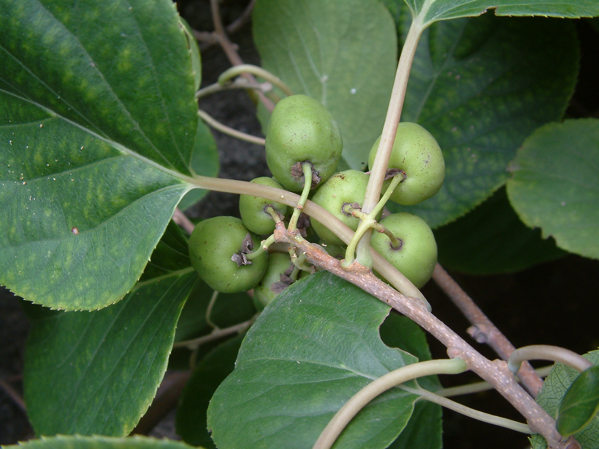  p data-id="gnb727jn9m">耐寒,耐干旱, /p> p data-id="gnb727jnbi">