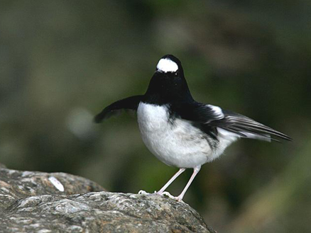  p>小燕尾(学名: i>enicurus scouleri /i>)鸫科燕尾属的一种鸟类,体