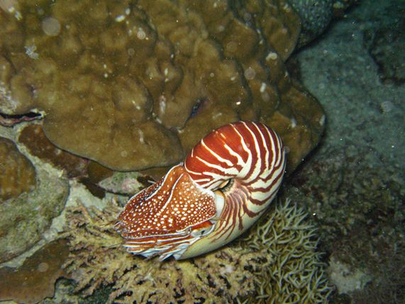  p>鹦鹉螺(学名:nautiloidea):是头足纲,鹦鹉螺科的海洋 a href="#">