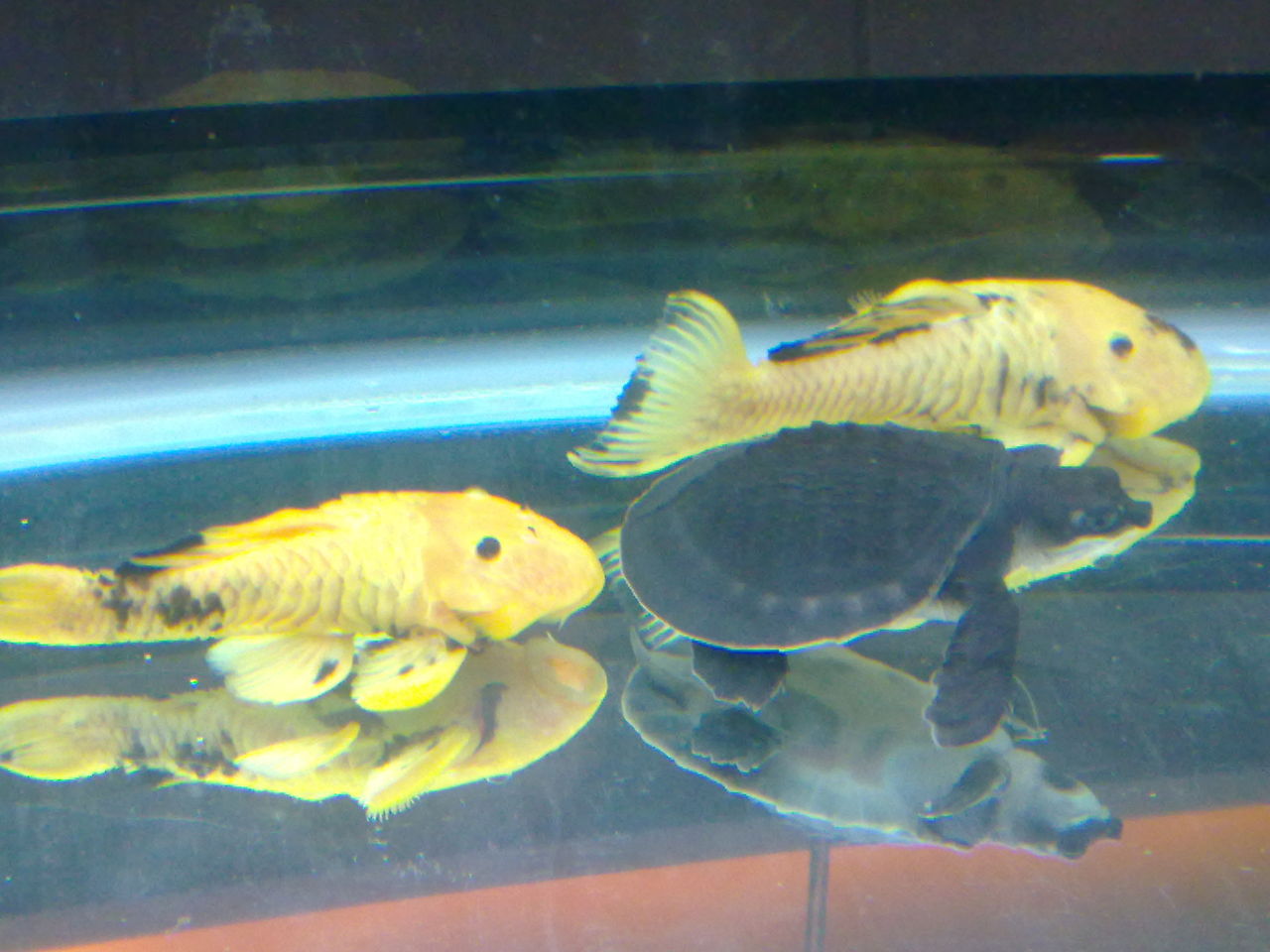  p>24k黄金达摩是黄金达摩的变异品种.