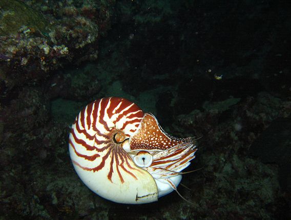  p>鹦鹉螺(学名:nautiloidea):是头足纲,鹦鹉螺科的海洋 a href="#">