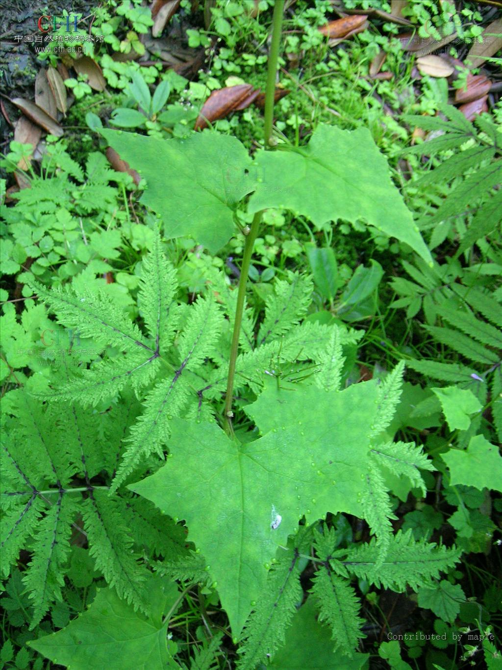  p>大叶蟹甲草,学名:parasenecio firmus (komar. ) y. l.