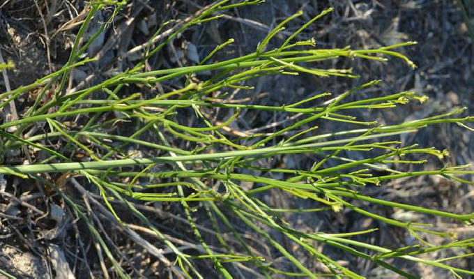  p>野胡麻属( a target="_blank" href="/item/学名/8074290" data