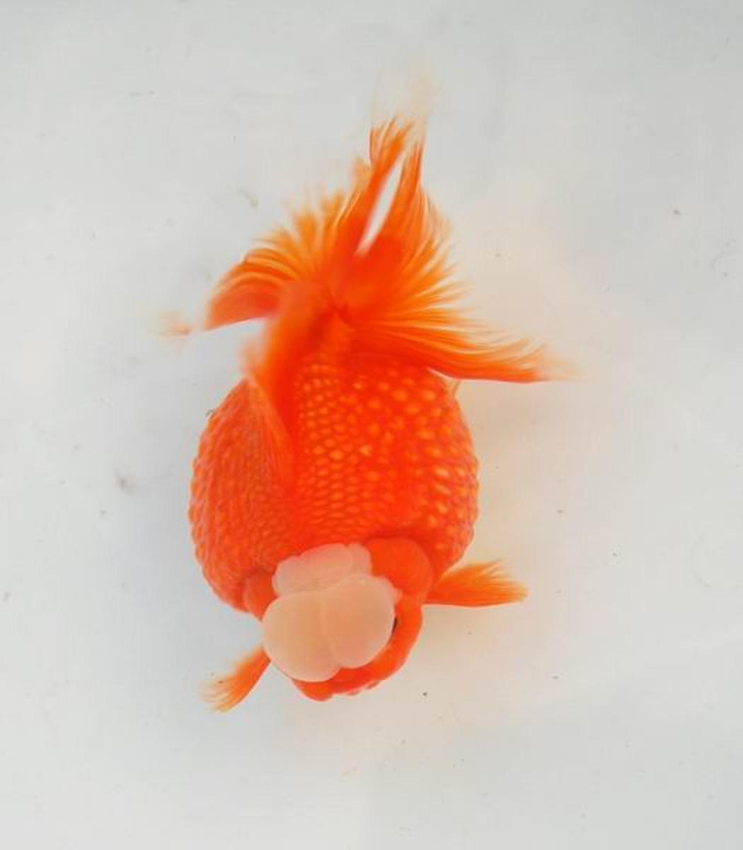 红皇冠珍珠金鱼