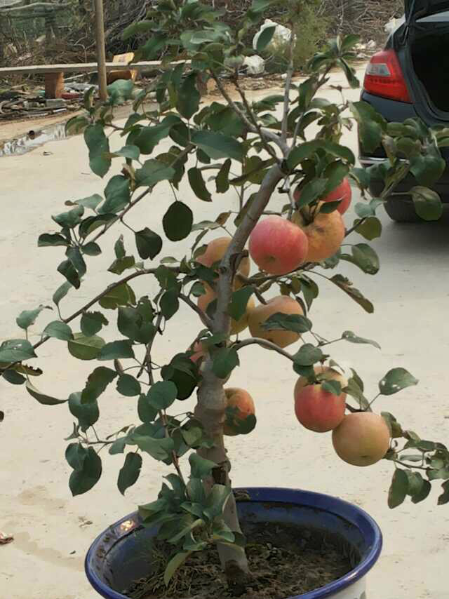 苹果盆景