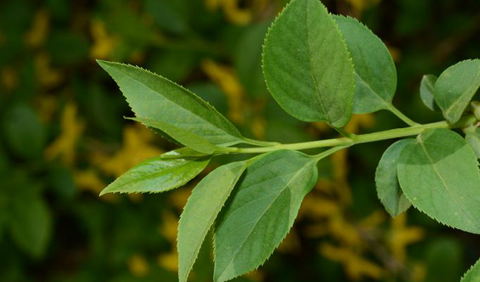  p>卵叶连翘(学名: i>forsythia ovata /i> nakai)是木犀科,连翘属