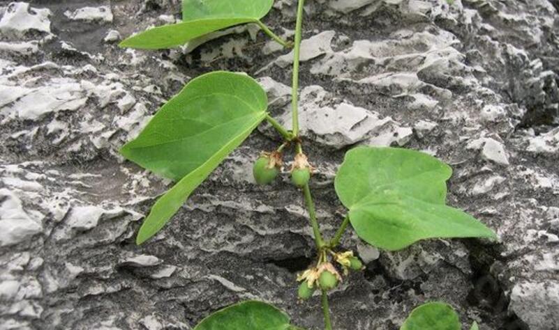 别名:燕尾草,羊蹄暗消,蝴蝶暗消,马蹄暗消,飞蛾草,半边风,羊蹄草