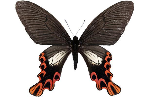  p>台湾宽尾凤蝶又名阔尾凤蝶,宽尾凤蝶.