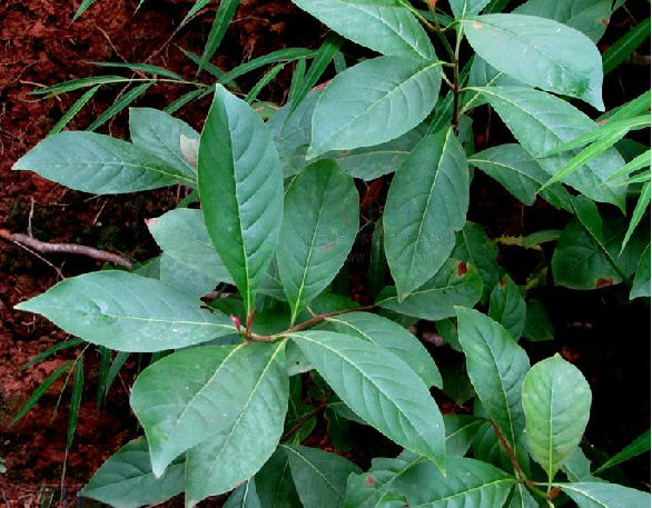 为茜草科植物水锦树 i>wendlandia uvariifolia  /i>hance的根,叶.