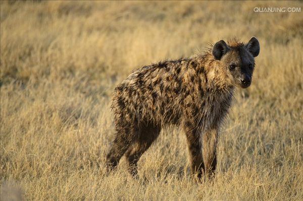 p>斑鬣狗(学名: i>crocuta crocuta /i>):又名斑点鬣狗,体长约95-160