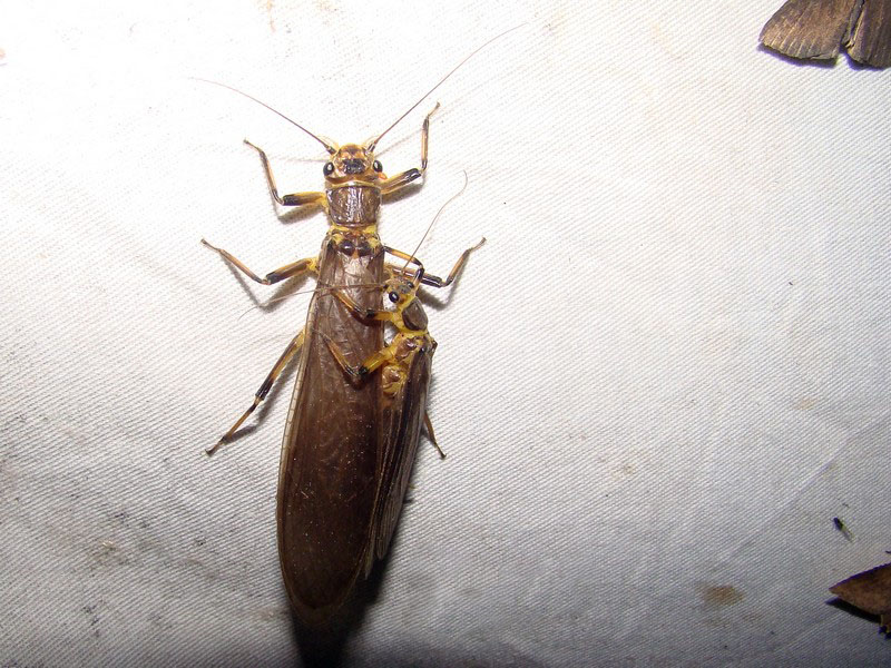  p>石蝇是动物界, a href="#" data-lemmaid="1622398">节肢动物门 /a