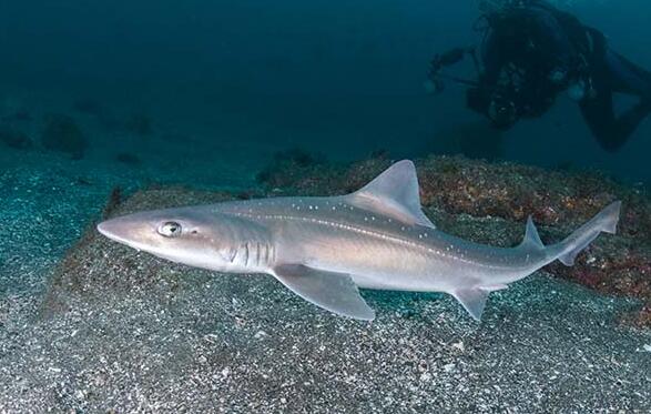  i>mustelus manazo /i>)是皱唇鲨科,星鲨属的一种鲨鱼