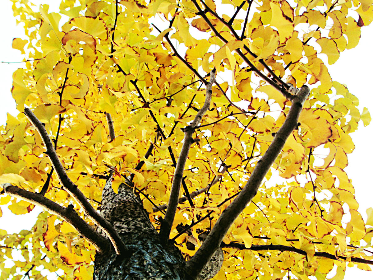 落叶乔木(水杉是常绿还是落叶乔木)