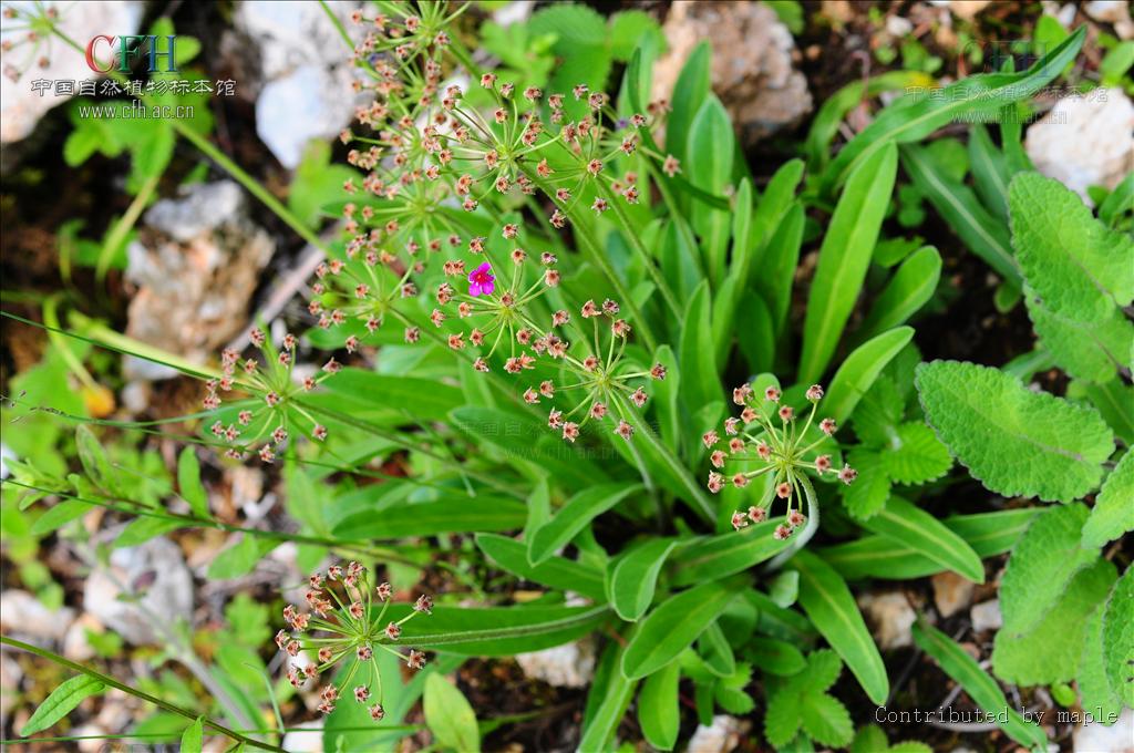  p>刺叶点地梅是 a href="#" data-lemmaid="3427454">报春花科 /a>