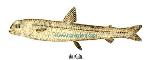 南氏鱼