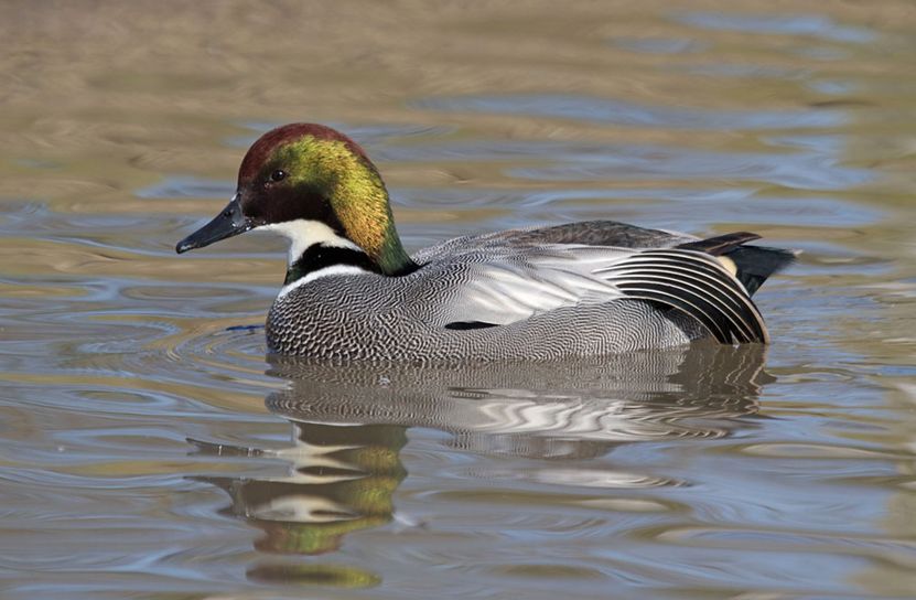  p>罗纹鸭(学名: i>anas falcata /i>)是中型鸭类,体型略较 a href="