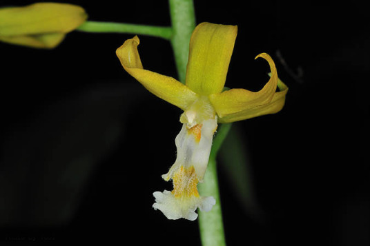黄兰（兰科黄兰属植物）_百度百科