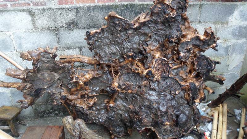  p data-id="gnx5ykdlwl">桃根为 a target="