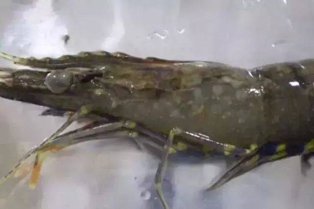 虾白斑症病毒病