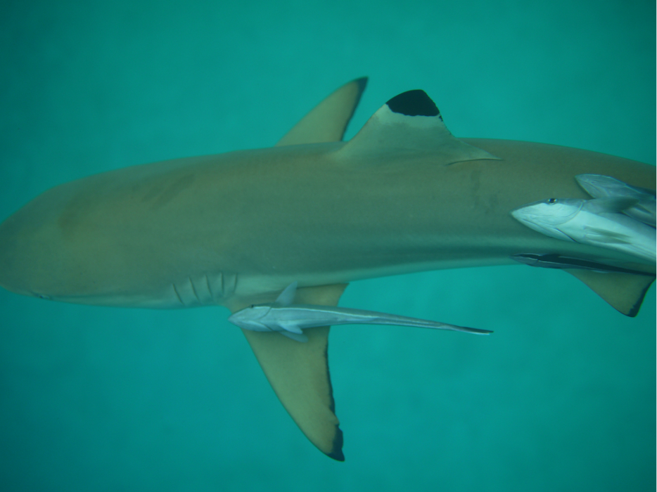  p>印鱼(remora亦作sharksucker或suckerfish),亦称   鱼或印颈鱼,是 