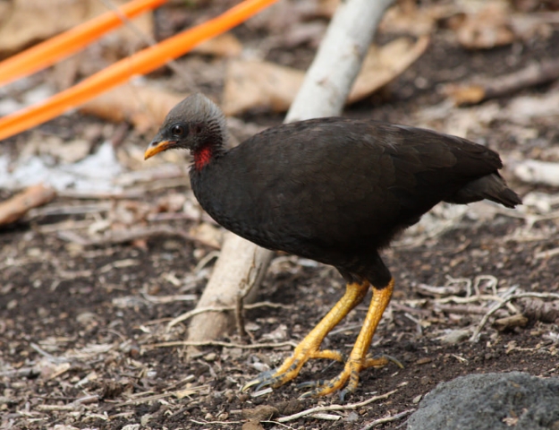 密克罗尼西亚冢雉