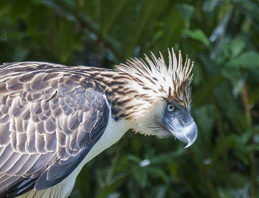  p>食猿雕(学名: i>pithecophaga jefferyi /i>):也称作菲律宾雕.