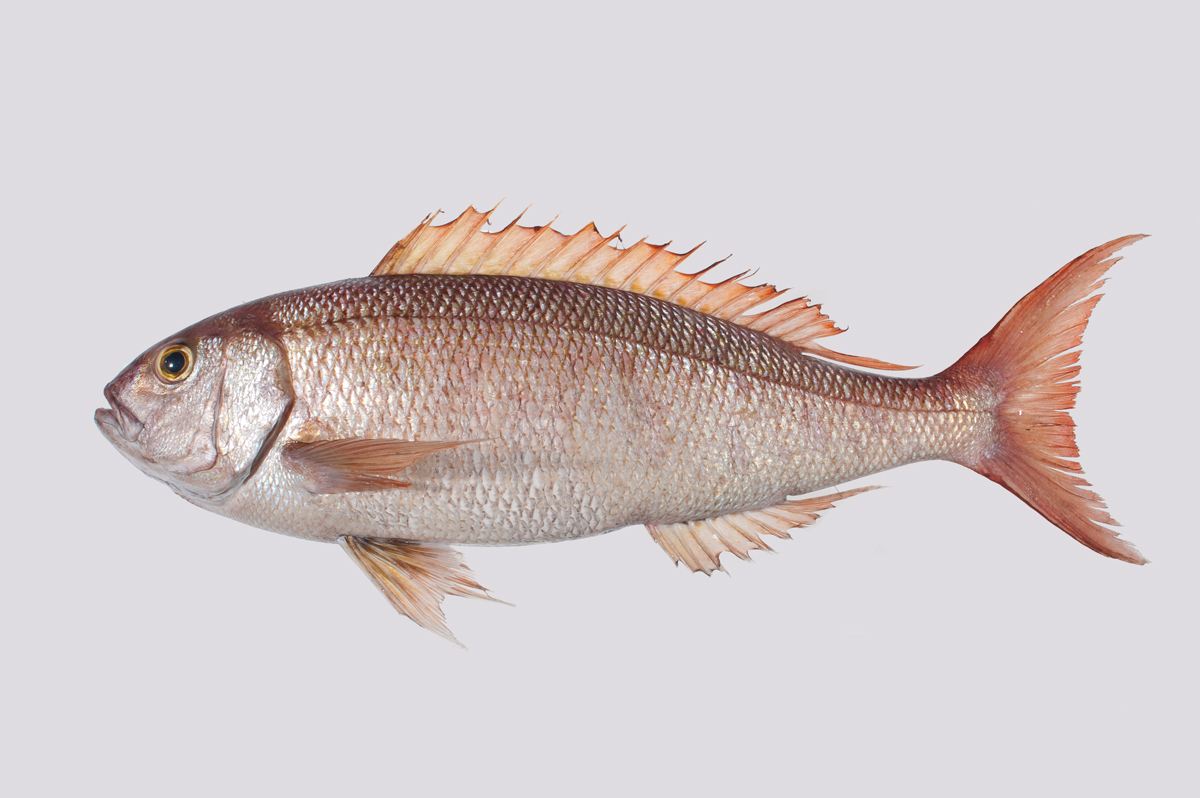  p>背鳍(dorsal fin)指的是鱼背部的鳍.