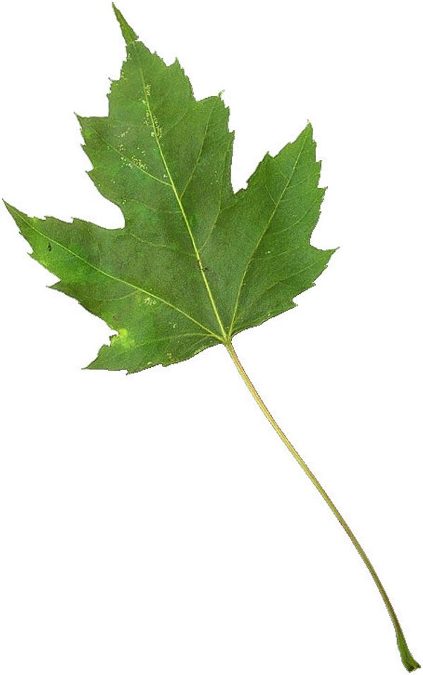  p>叶柄(petiole)是叶片与茎的联系部分,其上端与叶片相连,下端着生在