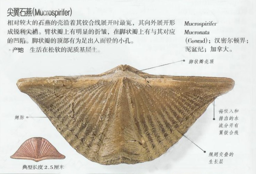  p>尖翼石燕相对较大的石燕的壳沿着其铰合线展开时最宽,其向外展开