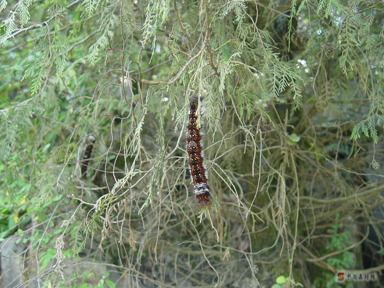  p>松毛虫  i>dendrolimus  /i>是 a target="_blank" href="/item/鳞