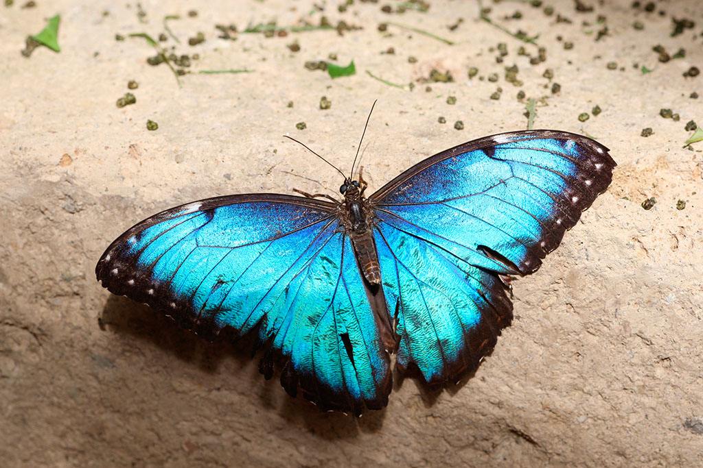  p>海伦闪蝶morpho helenor (e.