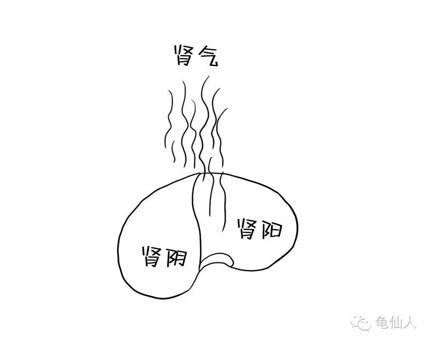  p>肾阴 ,中医名词,又称元阴,真阴,肾水,真水