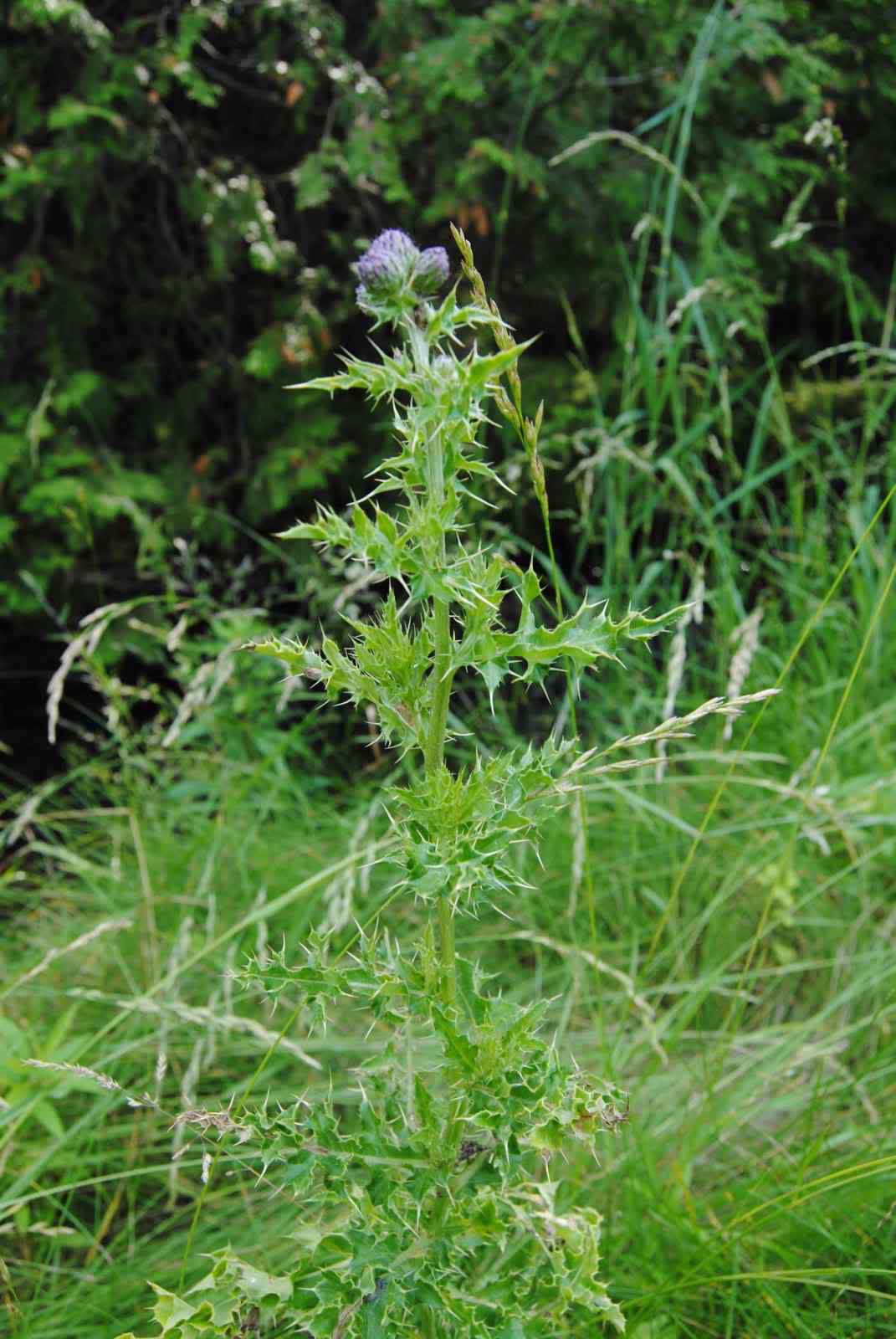 是菊科,婆罗门参属二年生 a href="#">草本 /a>植物,高可达100厘米.