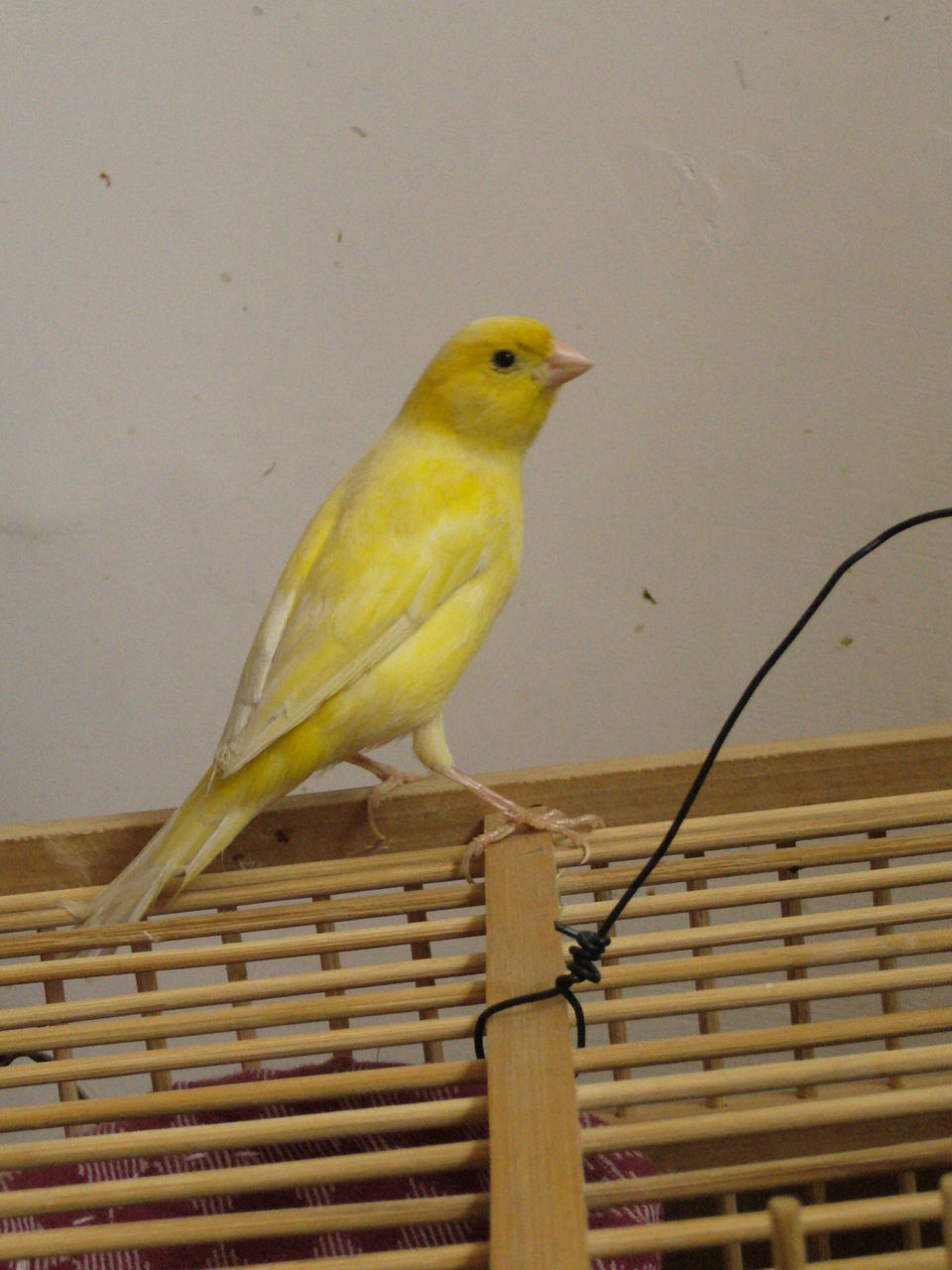  p>金丝雀又名芙蓉鸟,芙蓉,白玉,白玉鸟,玉鸟,白燕,是雀目科食谷类鸟.