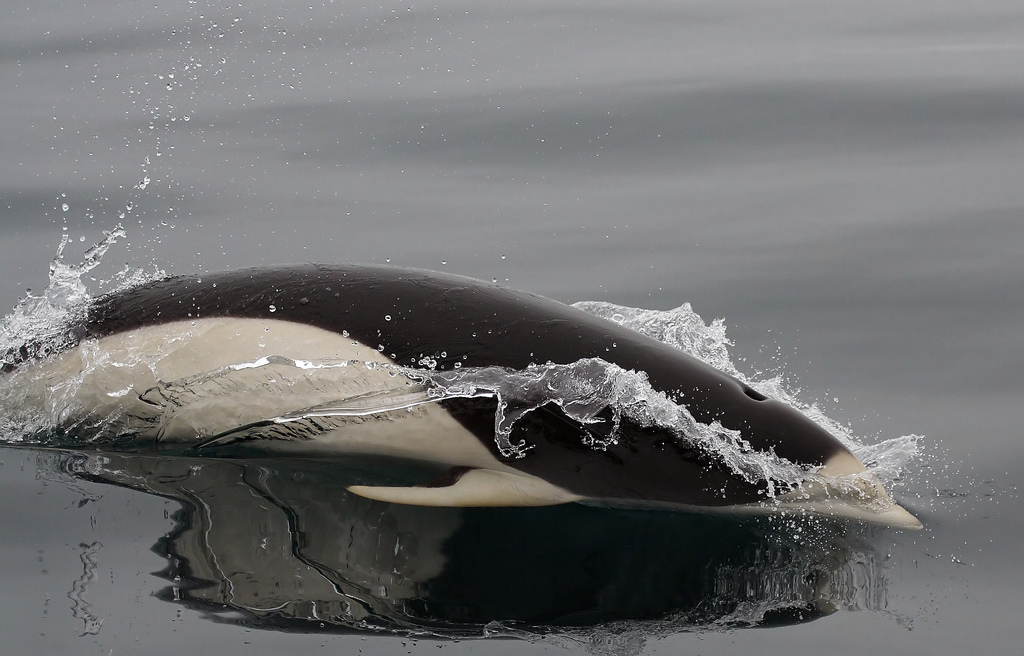  p>南露脊海豚(学名: i>lissodelphis peronii /i>) a target="_blank